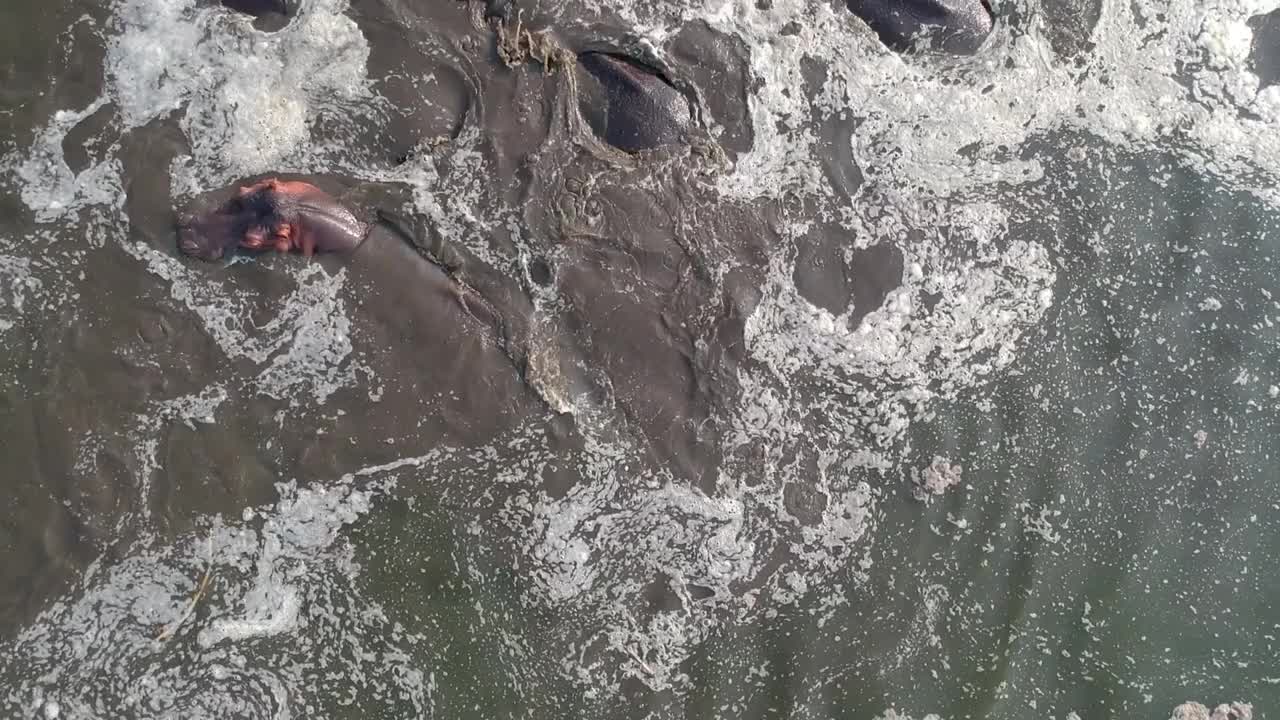 俯视水中的河马群，河马在水中拉屎视频素材