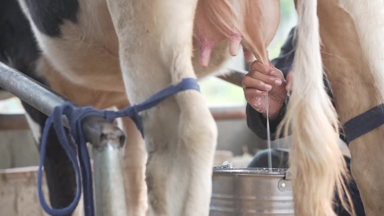 奶牛场正在挤牛奶。在牛棚里挤牛奶视频素材