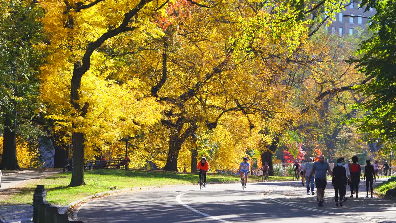 戴着口罩的人们在秋天的树木之间的中央公园散步、跑步和骑自行车。视频素材
