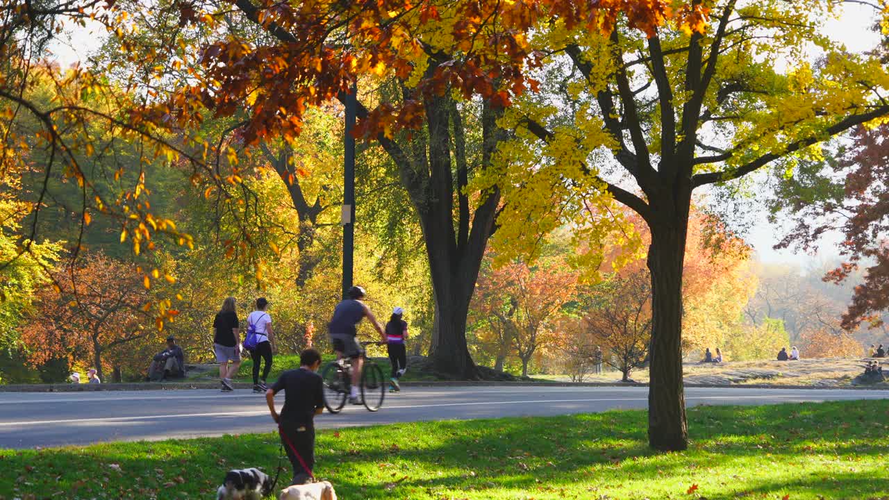 戴着口罩的人们在秋天的树木之间的中央公园散步、跑步和骑自行车。视频下载