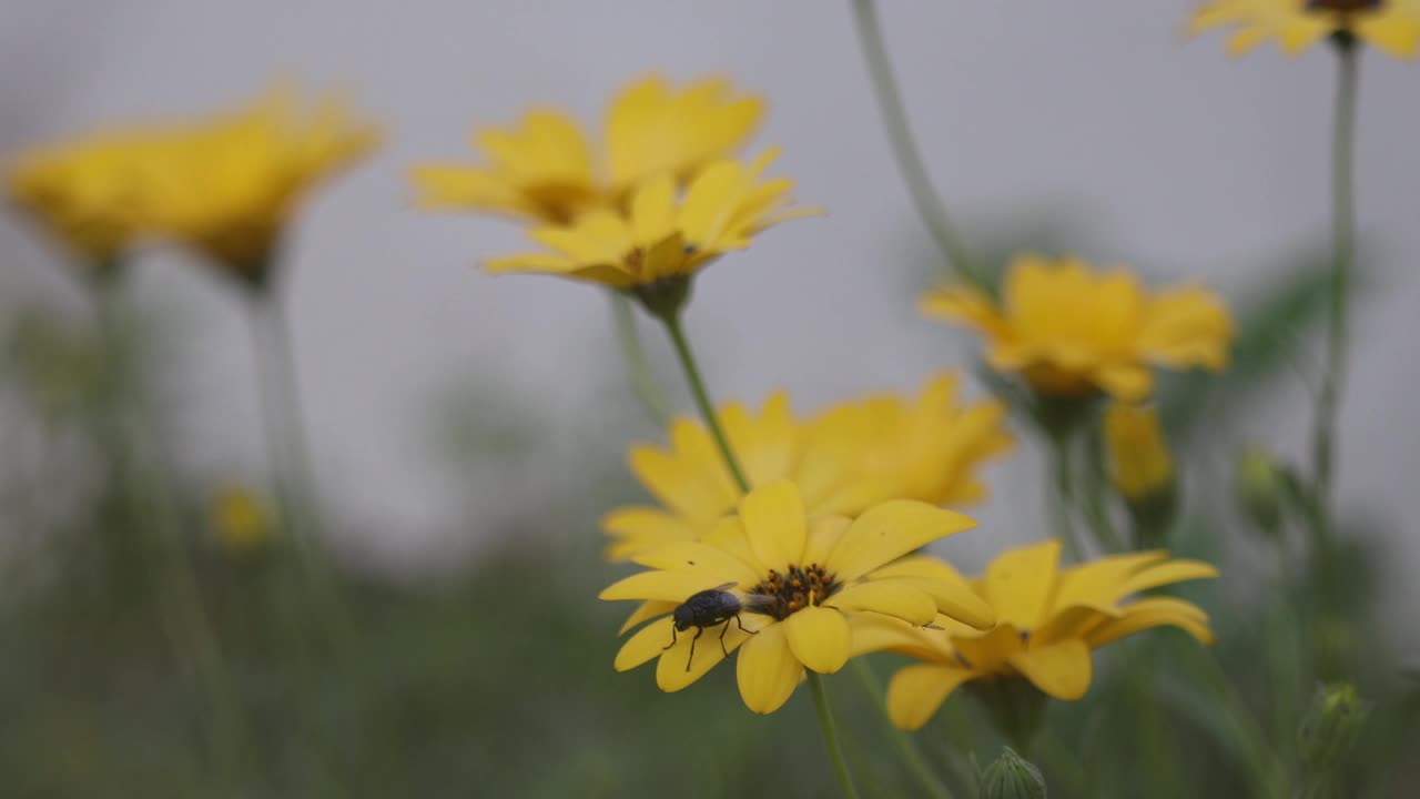 春天的花朵视频素材