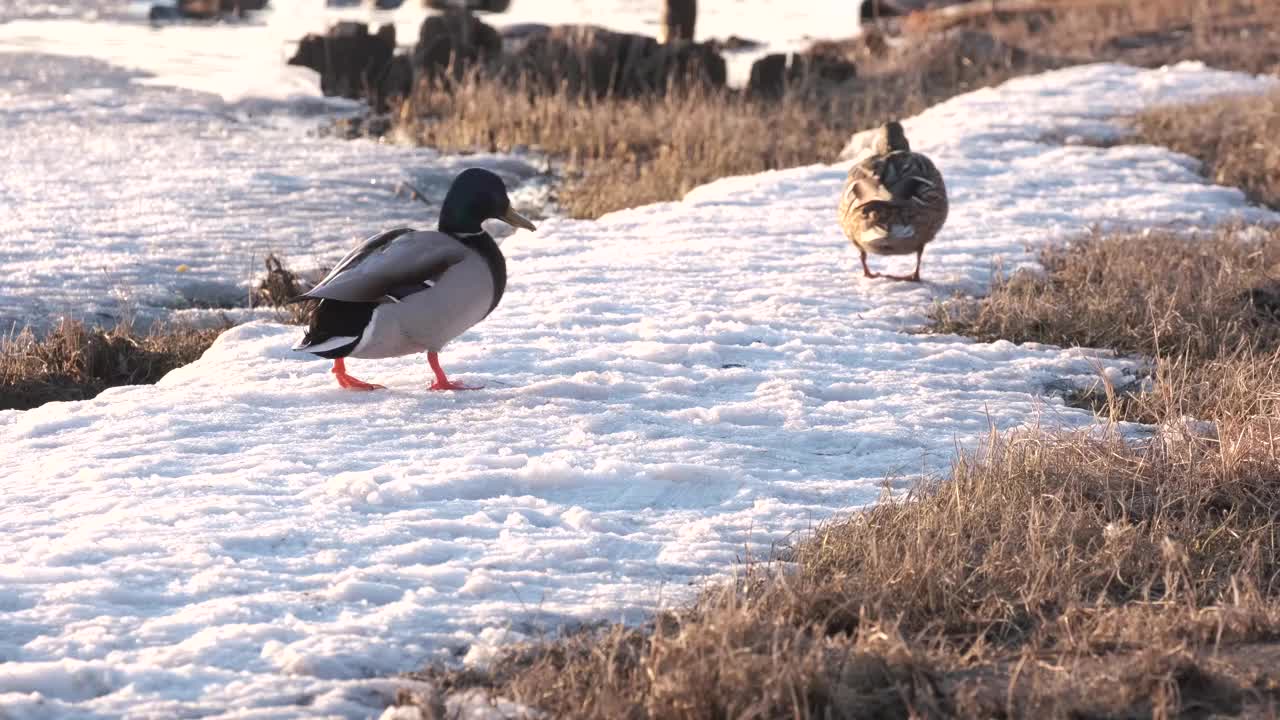 春天。野鸭在湖里散步视频下载