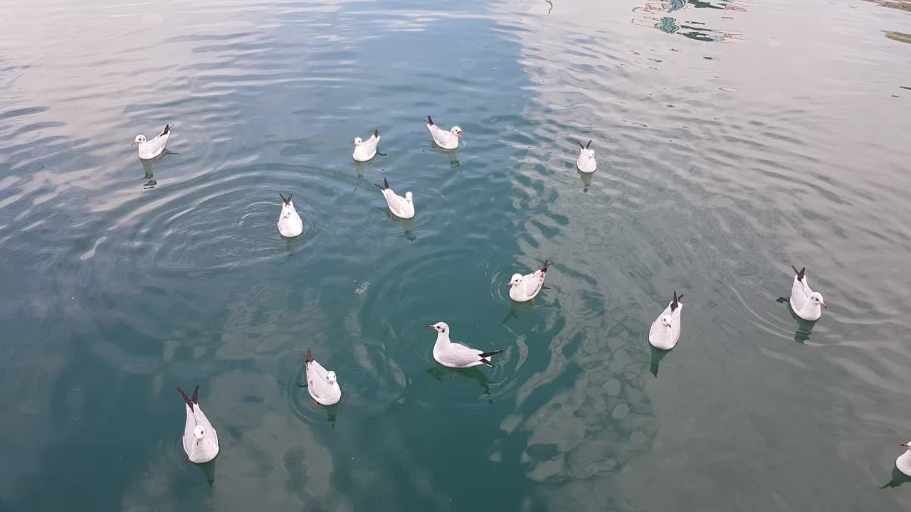 一群海鸥在水里游泳。视频下载
