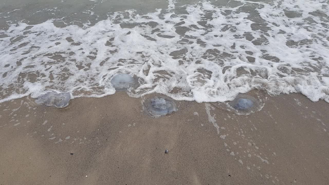 沙滩上的三只水母被海浪冲上岸。暴风雨天气。波涛汹涌的海面。视频下载