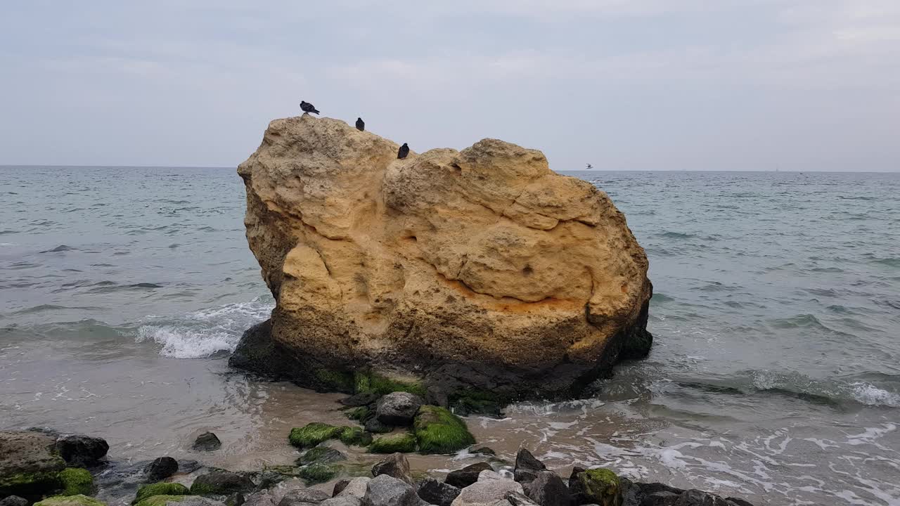 海景。海岸线，一块鸟类筑巢的大岩石视频下载