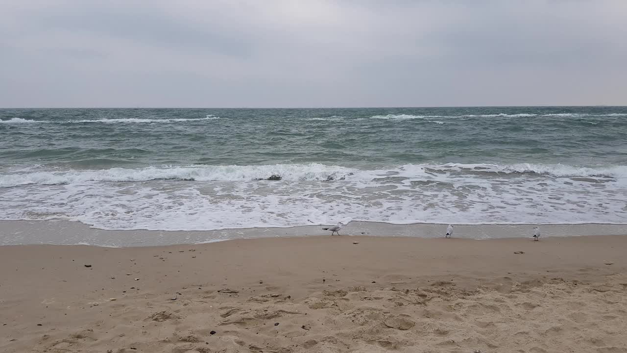 海景，沙滩，大海和灰色的云，海鸥沿着海岸走。暴风雨天气。波涛汹涌的海面。视频下载