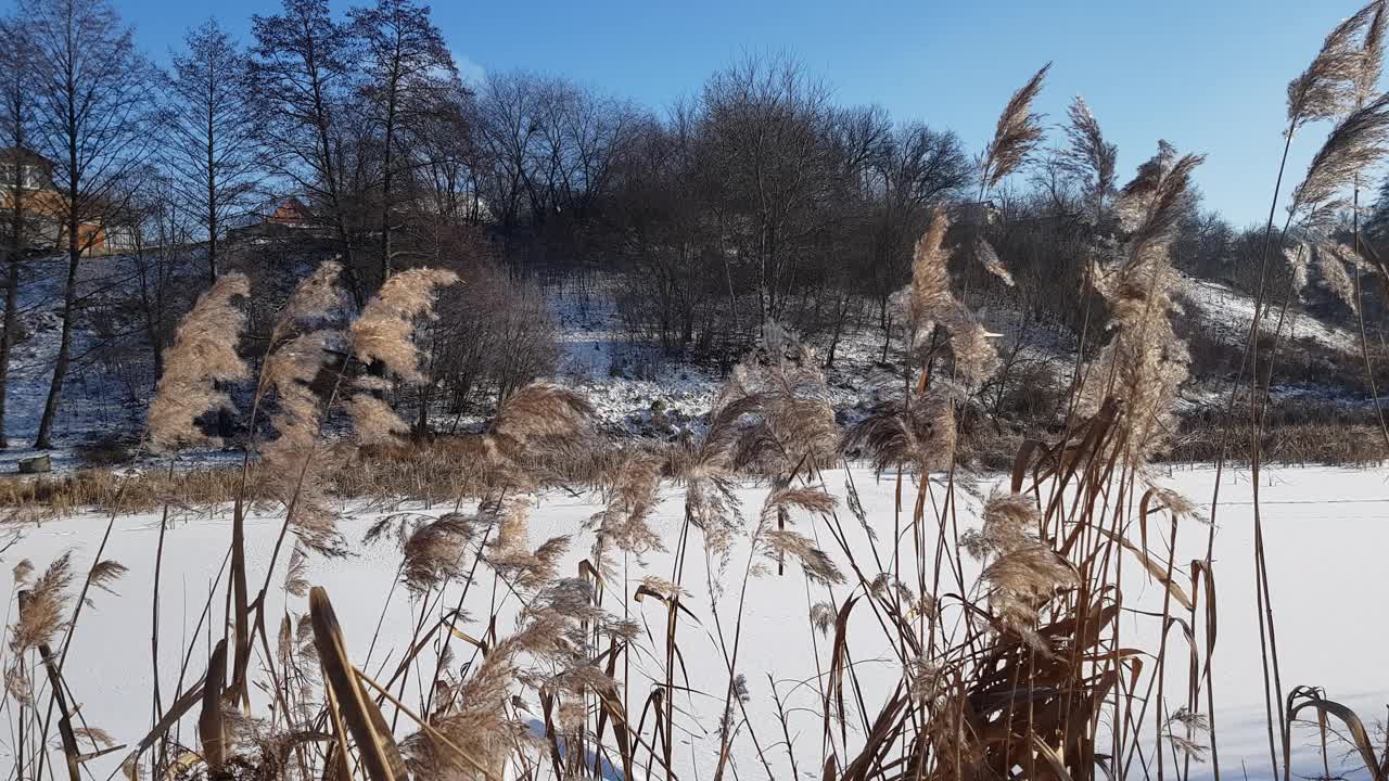 干燥的芦苇在风中生长。冰冻的湖泊。视频下载