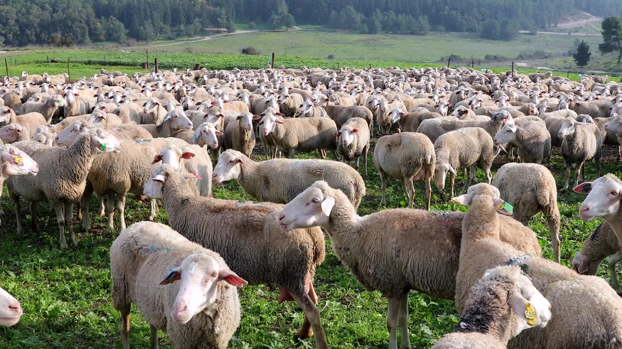 一群白色的绵羊在绿色的风景中吃草。视频素材