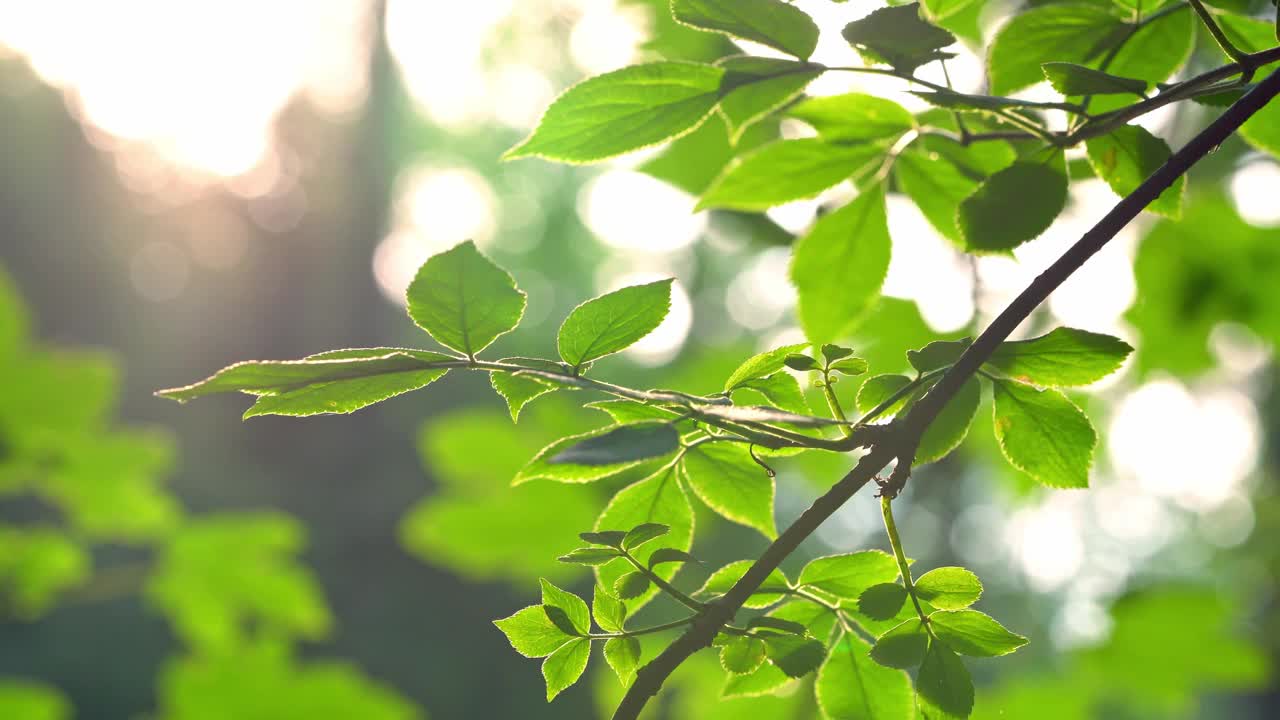 翠绿的叶子在风中摇曳的特写，一个浅的景深视频素材