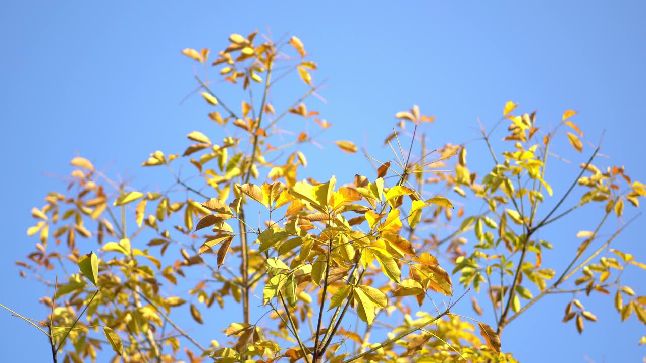秋天的树与蓝天的背景视频下载