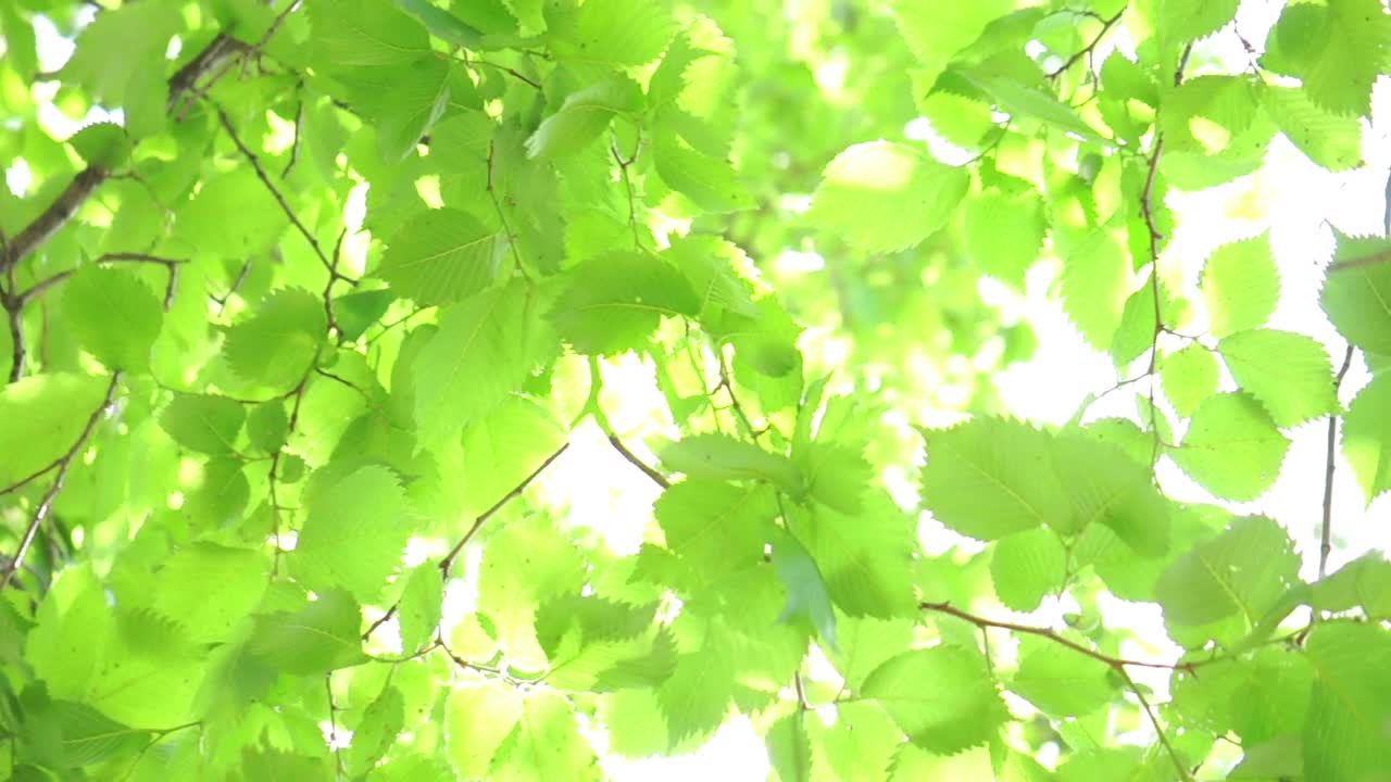 绿色的白桦树叶。视频素材