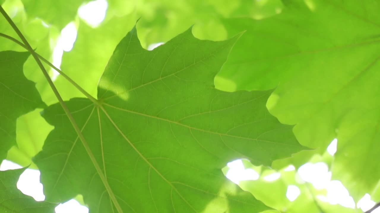 绿色的枫叶。视频素材