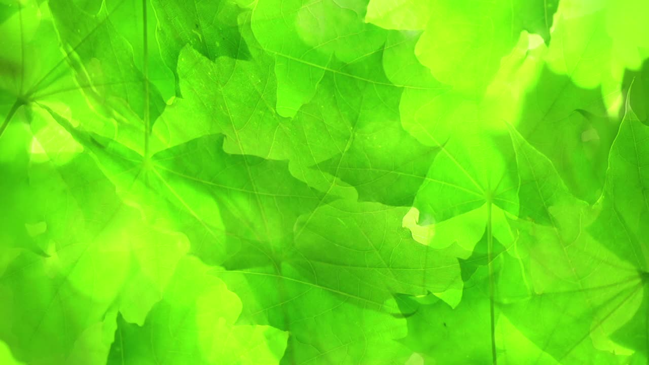 绿色的枫叶。视频素材