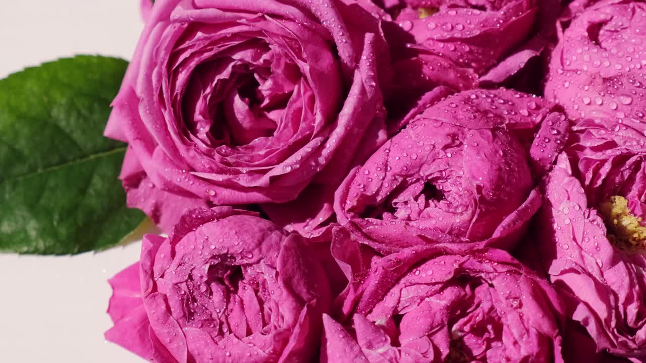美丽的春天花，夏天的太阳blik反射。粉色玫瑰或牡丹。自然盛开的背景。节日的概念视频素材