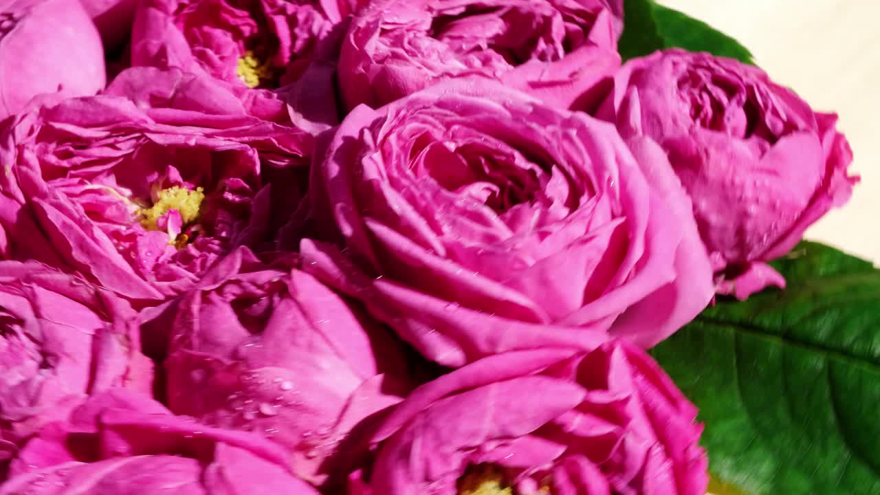 美丽的春花在旋转。粉色玫瑰或牡丹。自然盛开的背景。节日的概念视频素材
