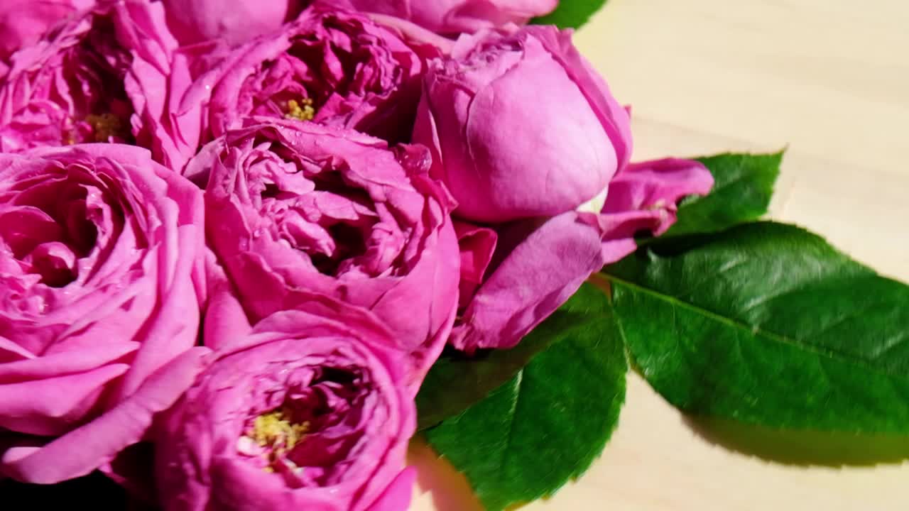 粉红玫瑰牡丹旋转的慢镜头。美丽的春天的花朵。花的背景。近距离视频素材
