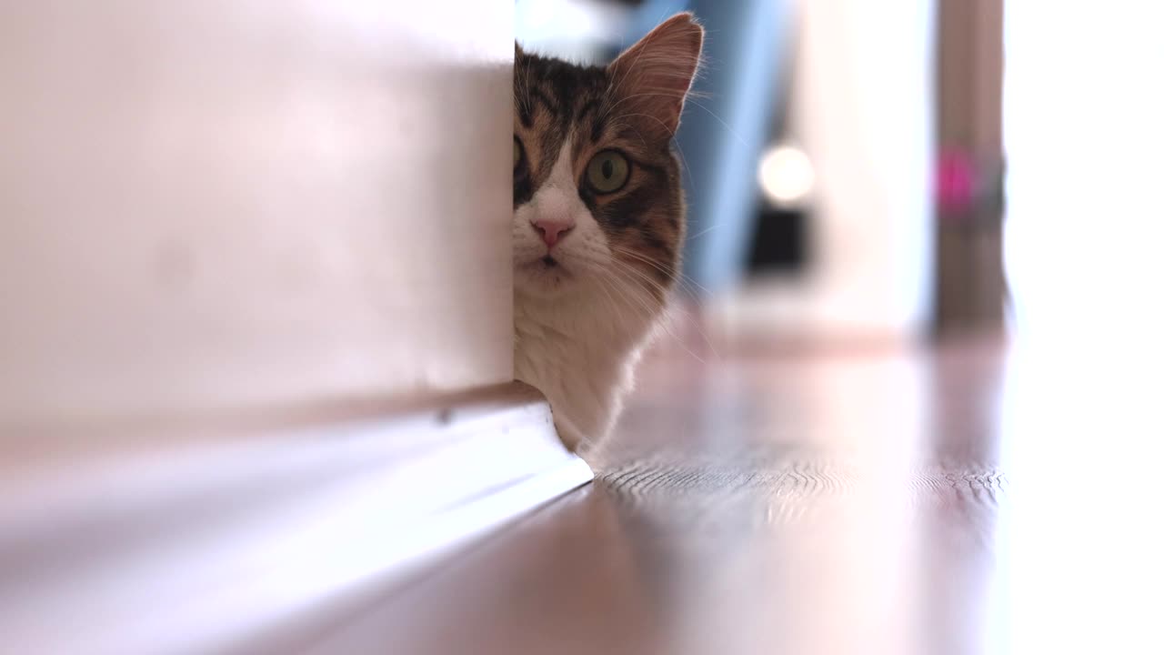 挪威森林猫从家里的墙后向外看视频下载