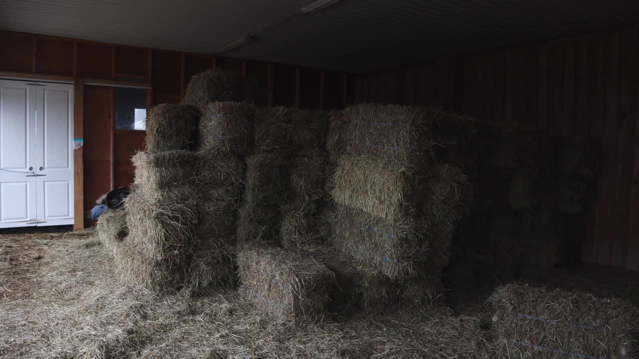 马房里的稻草堆视频下载