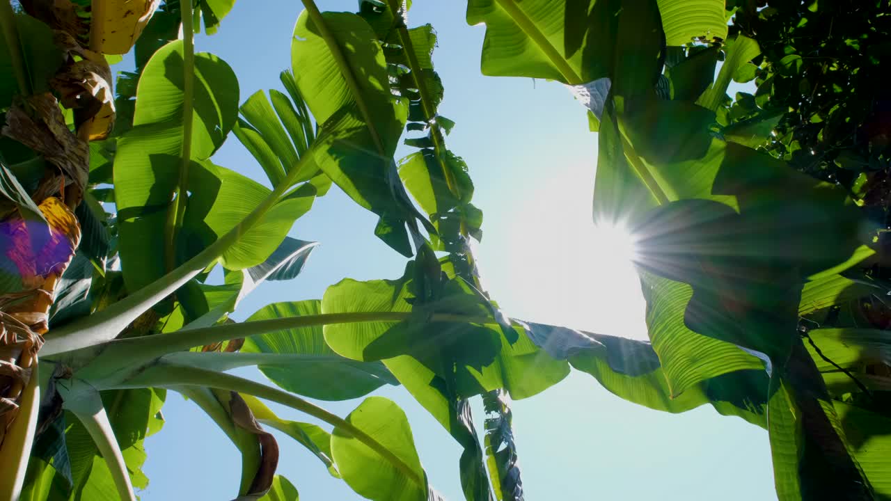 绿色的香蕉叶子与阳光透过树叶与光线和风吹视频下载