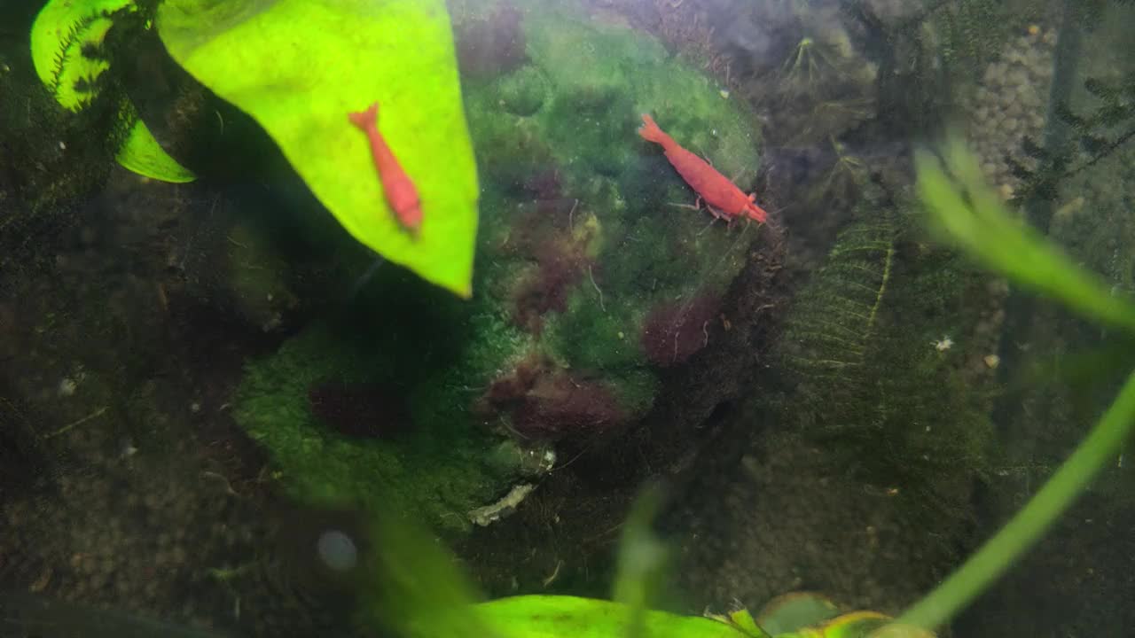 在一个小水族馆里，在苔藓上吃草的红色小虾视频下载