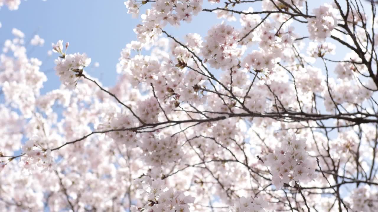 日本的樱花视频购买