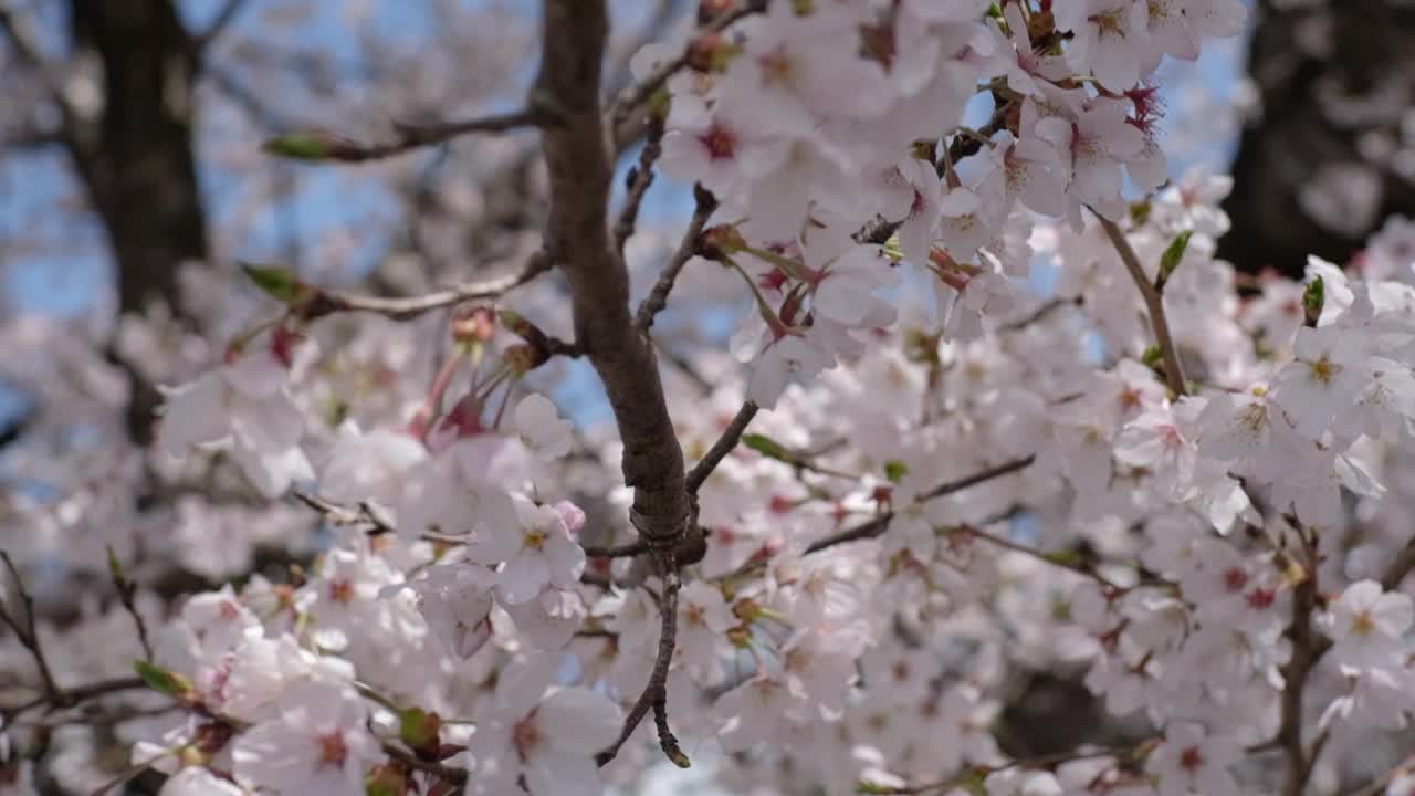 日本的樱花视频购买