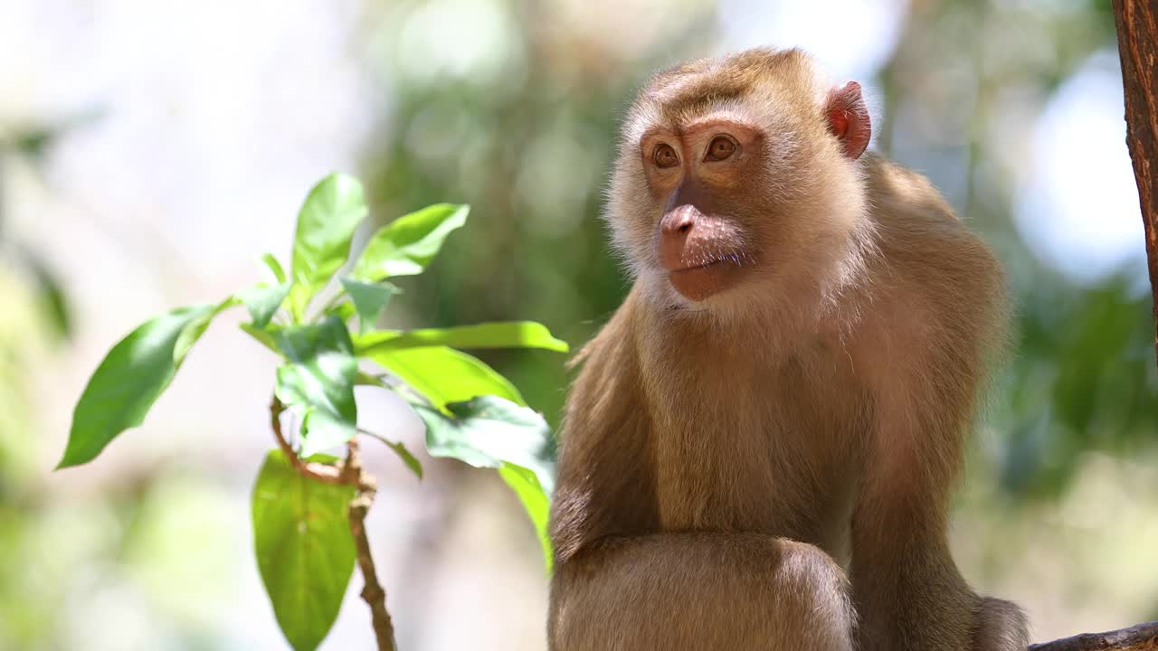 猴子生活在泰国的一片天然森林里。视频下载