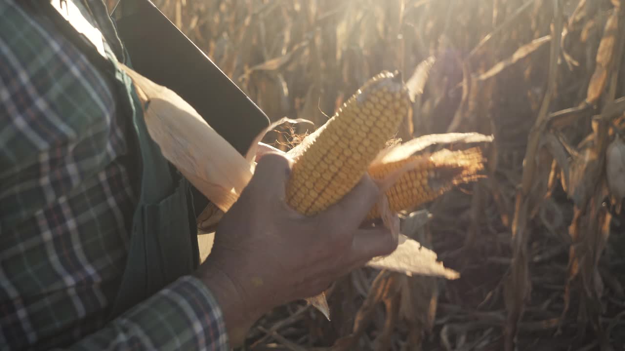 一位年长的农民在田里检查玉米棒子的质量。视频下载