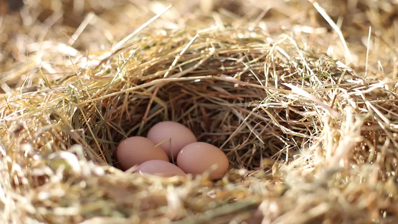 鸡蛋。在一个阳光明媚的早晨，在农场里筑一个鸡蛋窝。视频素材