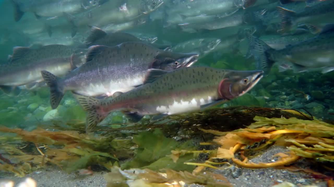 一群在水下逆流游动的鲑鱼。视频下载
