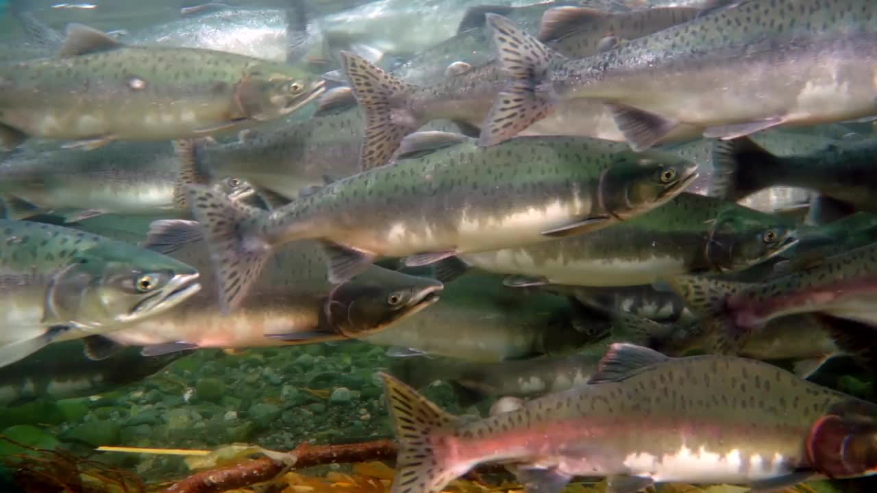 特写的粉红色鲑鱼产卵鱼群在水下的海洋。视频下载
