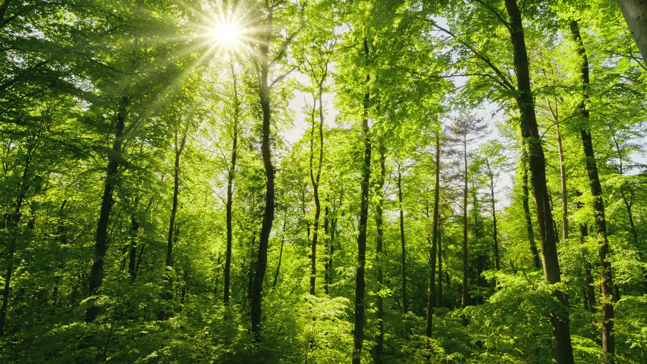 美丽的绿色森林伴随着灿烂的阳光视频素材