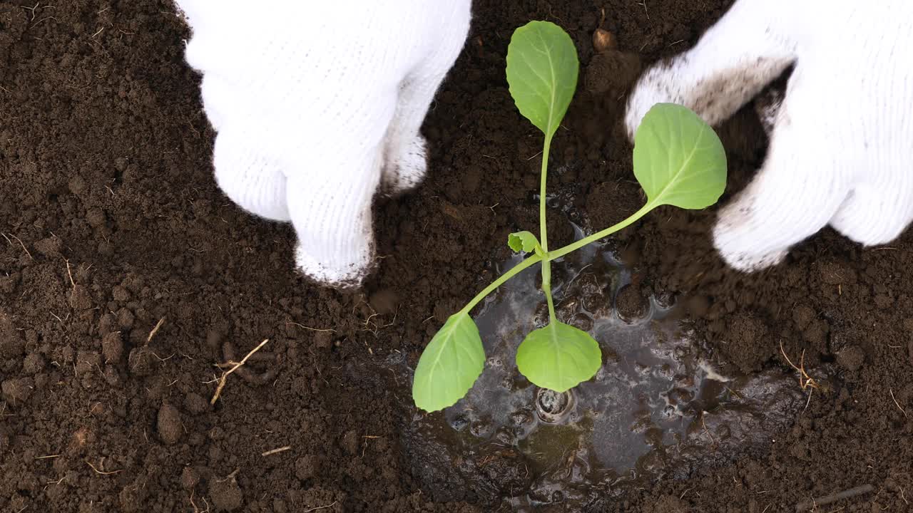 一个女人戴着手套在地里种白菜苗的特写，视频素材