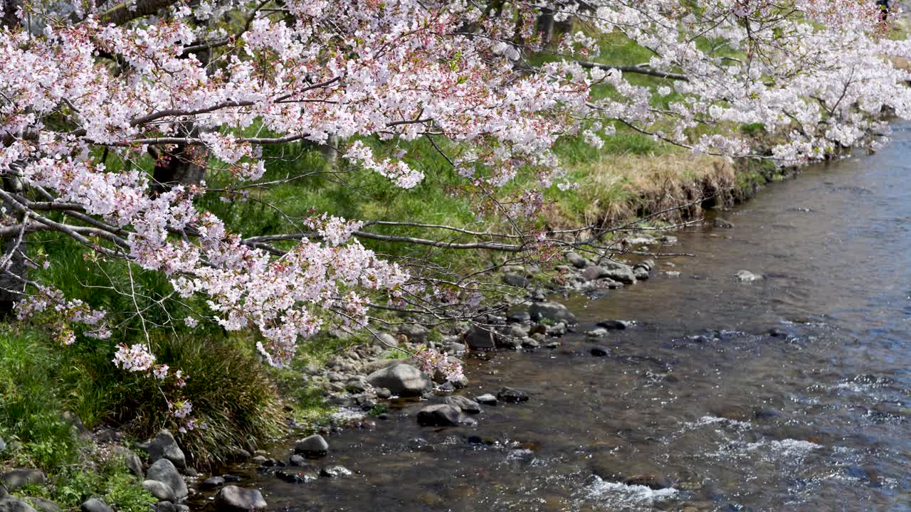 樱花、樱花都盛开在日本的春江两岸视频素材