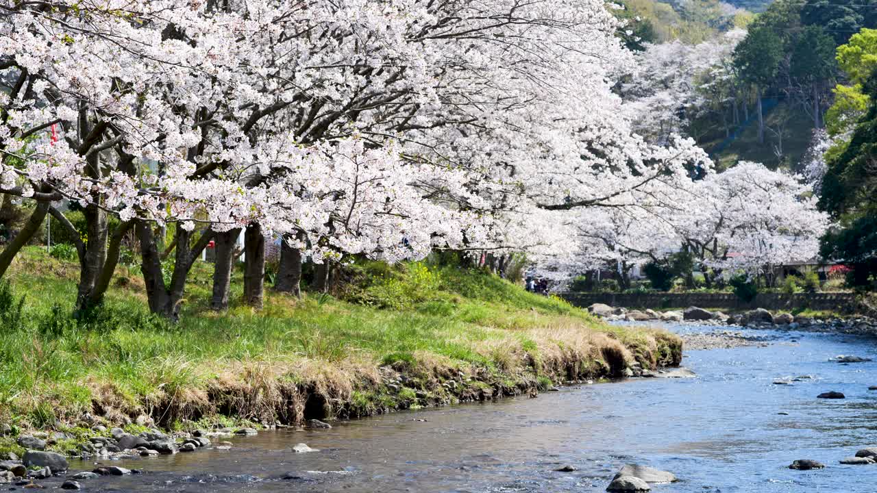 樱花、樱花都盛开在日本的春江两岸视频素材