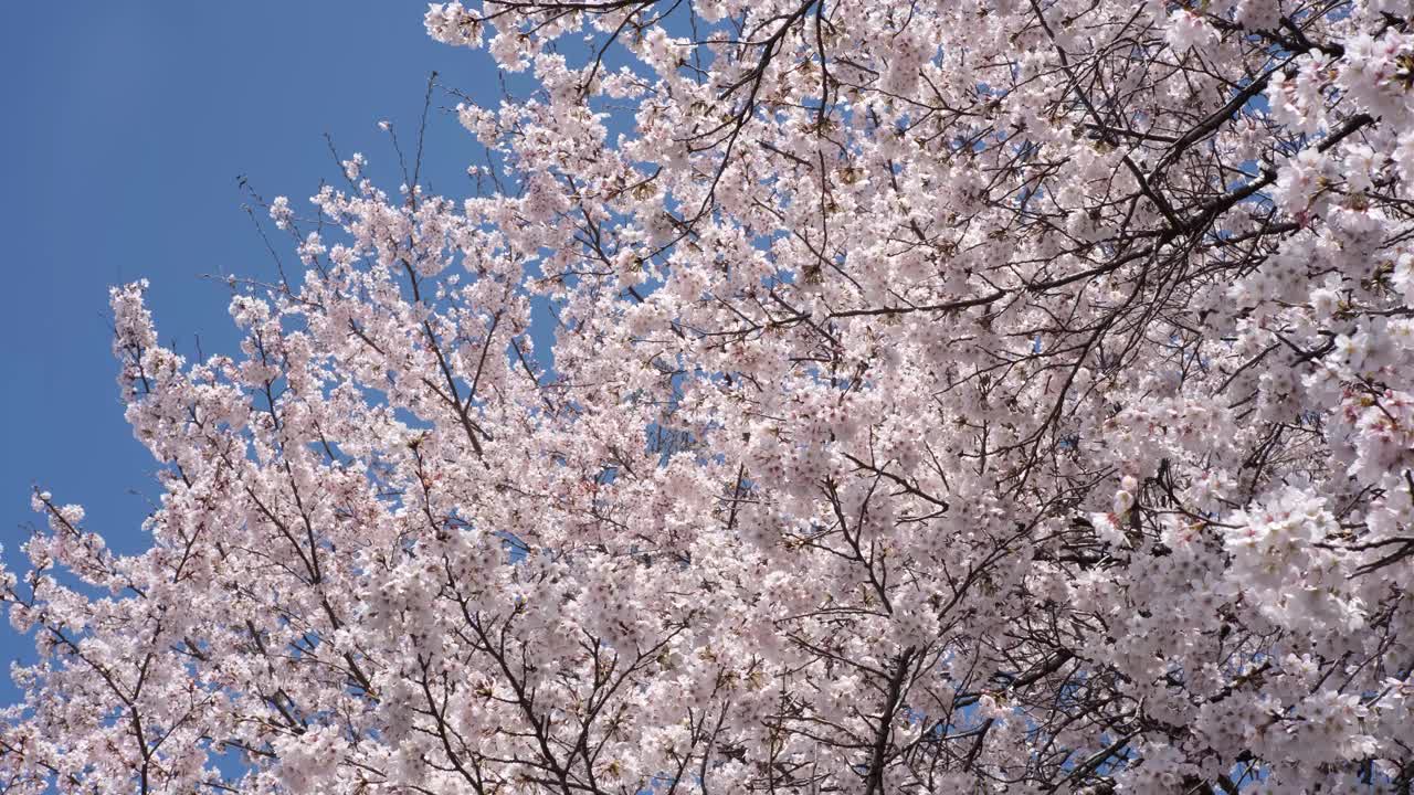 日本的樱花视频下载
