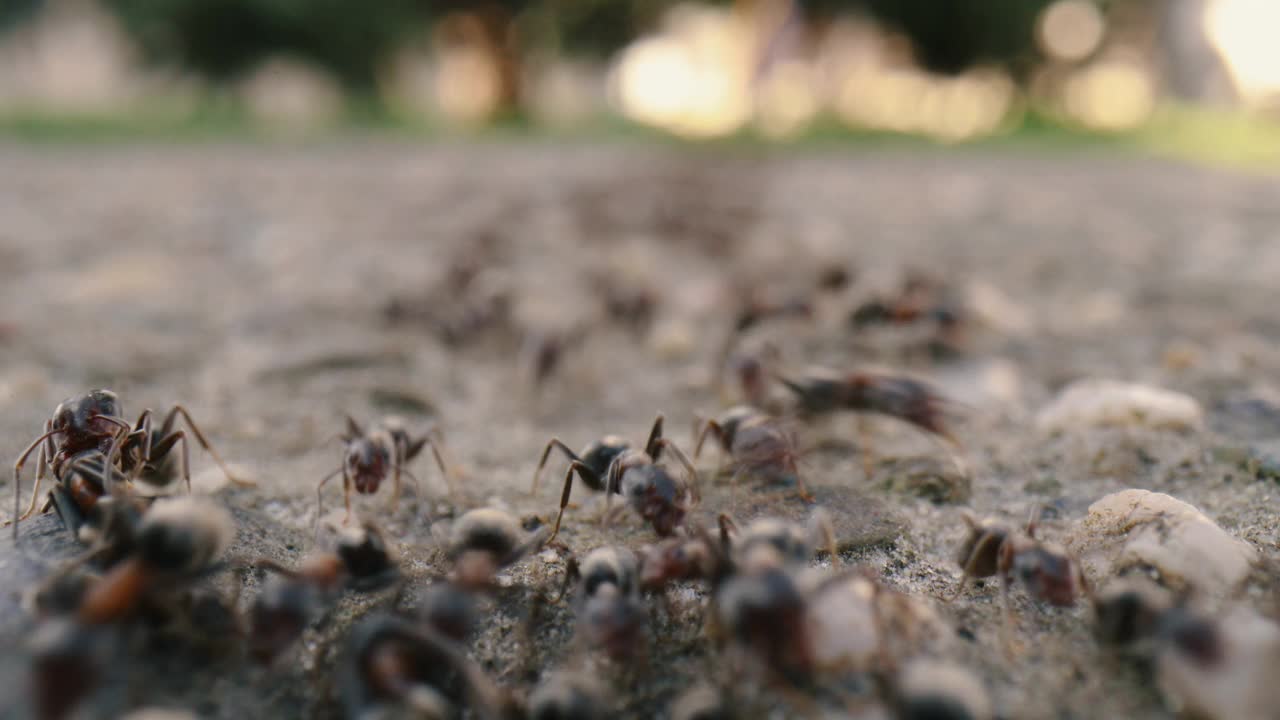 蚂蚁在地上行走视频下载