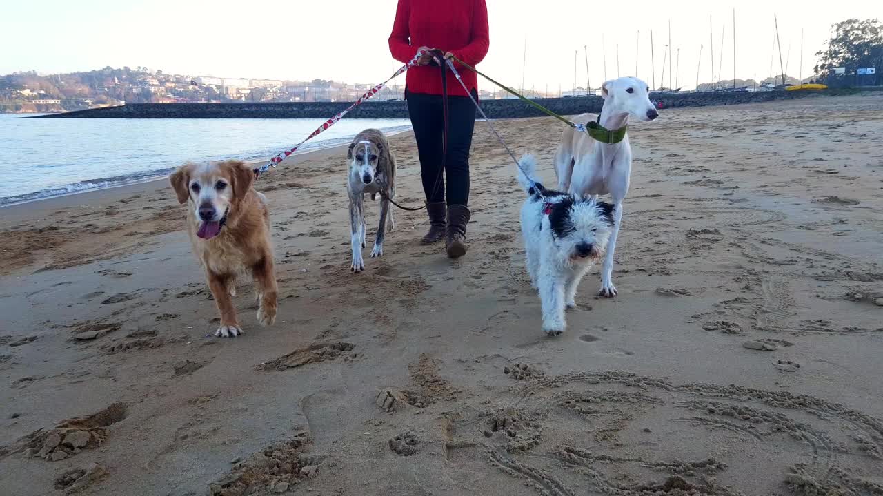 遛狗人带着她的四只狗沿着海滩散步视频下载