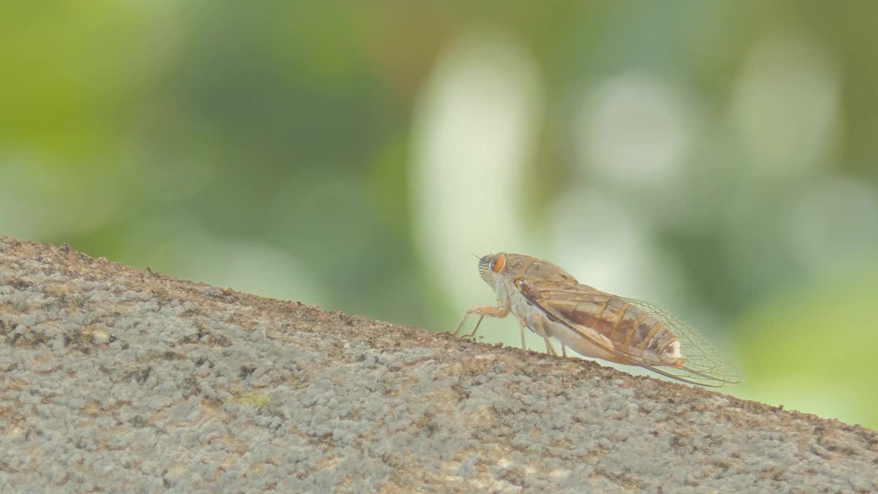 蝉在繁殖季节展翅。视频下载