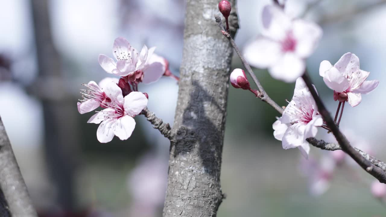樱花盛开的天空视频素材