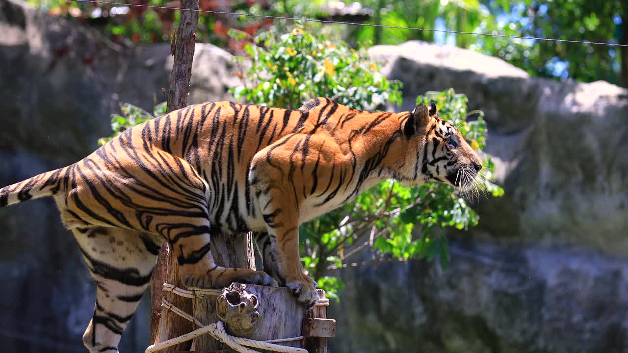 美丽的苏门答腊虎在徘徊。视频下载