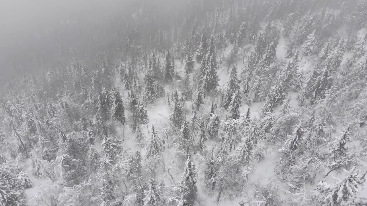 鸟瞰图一个下雪的针叶林冬天森林期间。视频素材