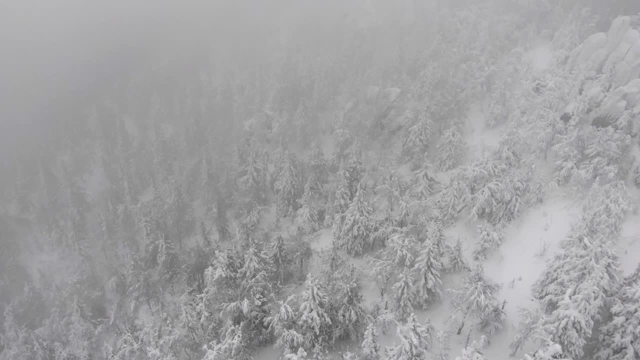 鸟瞰图一个下雪的针叶林冬天森林期间。视频素材