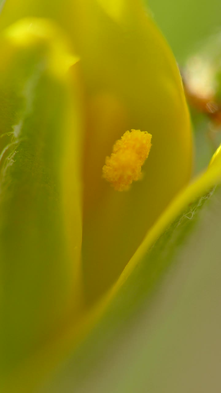 小蚂蚁在黄花上盘旋。视频下载