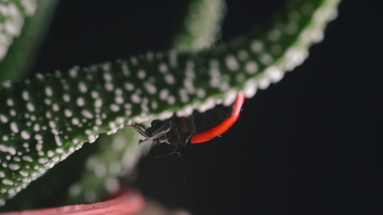 鲜红瓢虫走来走去小绿植物微距拍摄2视频素材