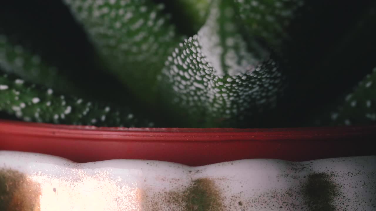鲜红的瓢虫走在小绿植物周围微距拍摄6视频素材