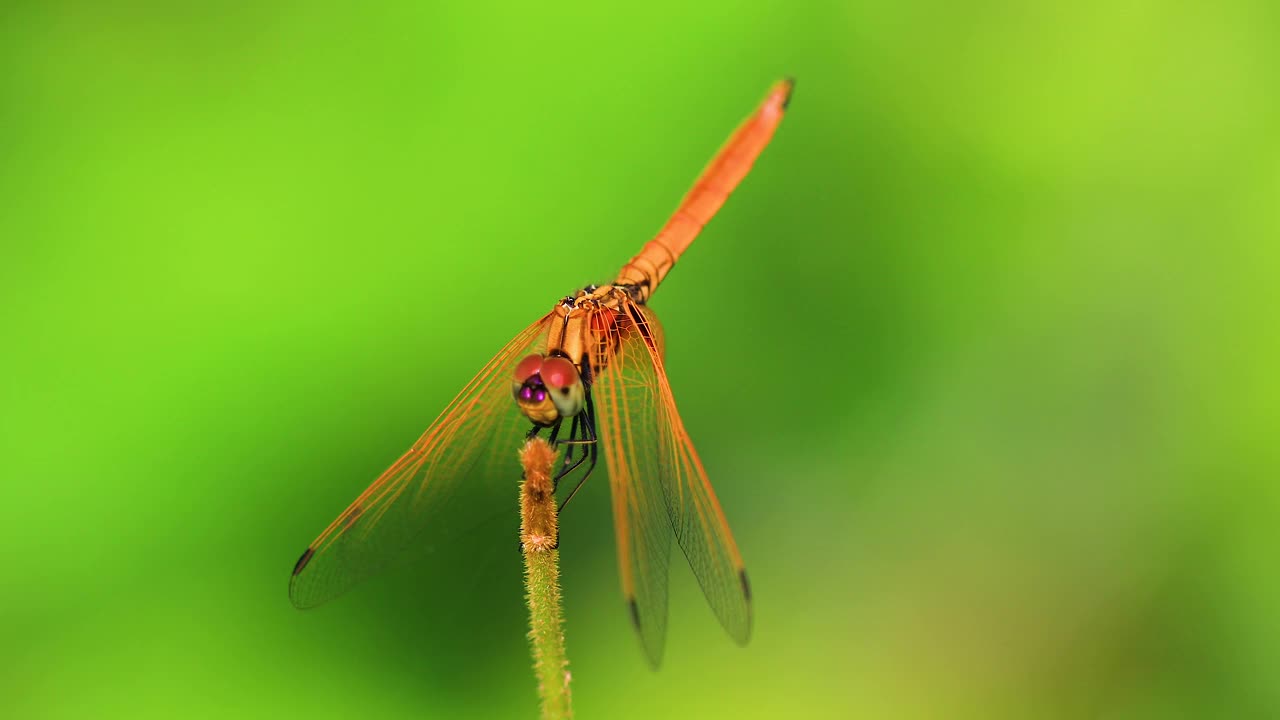 美丽的金红色蜻蜓在一株植物的茎在自然栖息地。视频下载