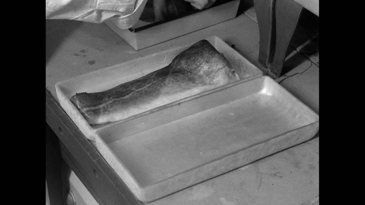 检查鱼是否受风标辐射污染;1956视频素材