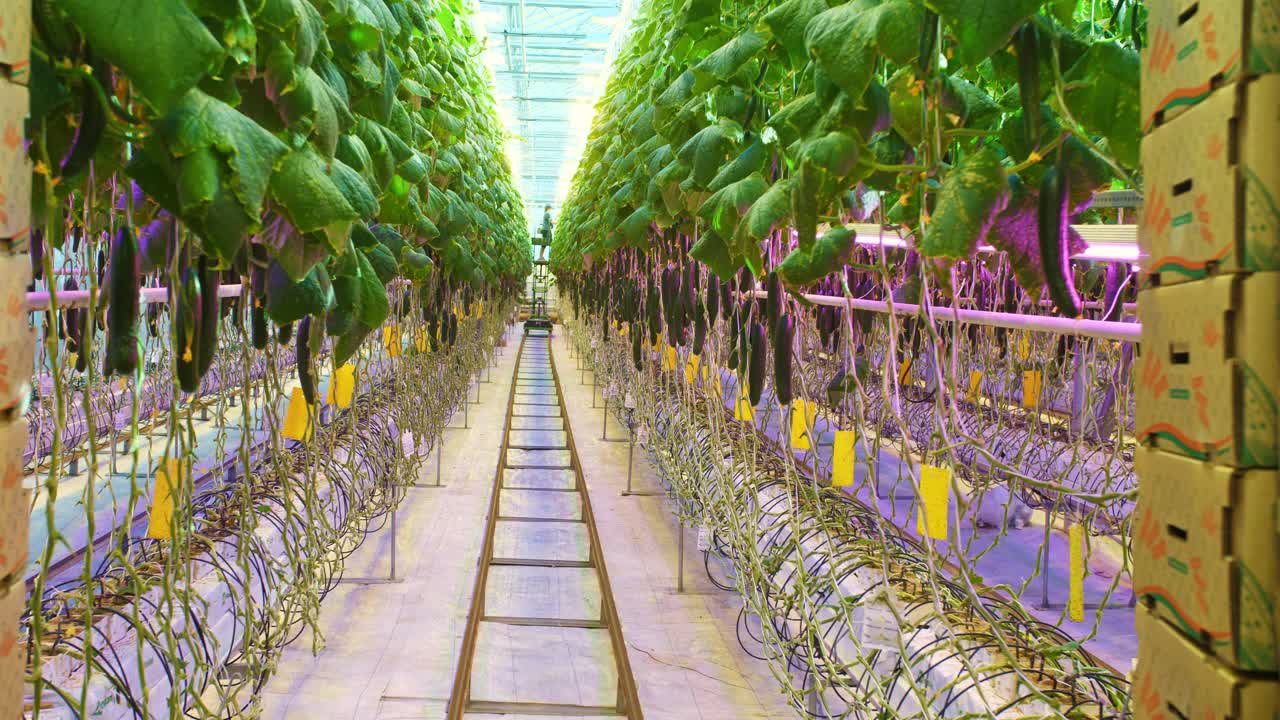 现代温室农场中黄瓜的生长视频素材