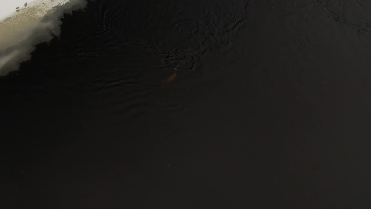 欧亚水獭(Lutra Lutra)游泳，白俄罗斯视频下载